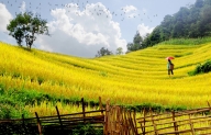 NGỠ NGÀNG VẺ ĐẸP MÙ CANG CHẢI MÙA LÚA CHÍN